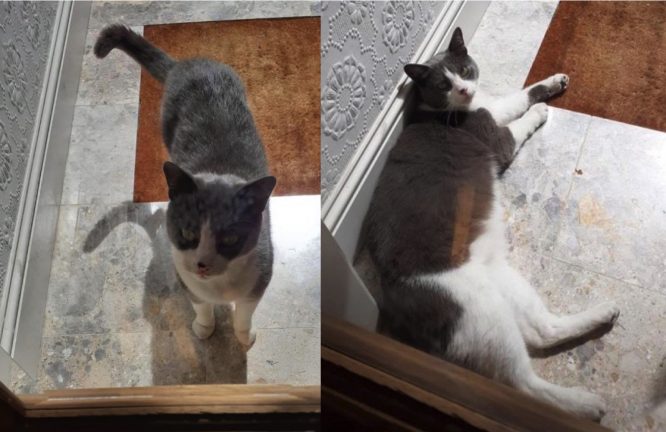 arenagempak.com - Kucing Tidak Dikenali Sesat Ke Rumah, Pemilik Rumah Usaha Cari Pemilik Sampai Jumpa