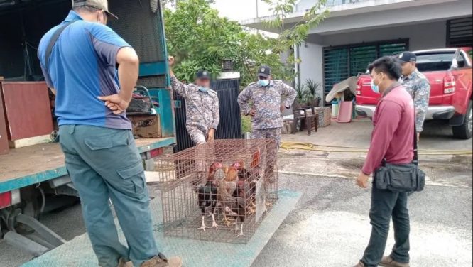 arenagempak.com - Lelaki Ternak Ayam Di Taman Perumahan Didenda 