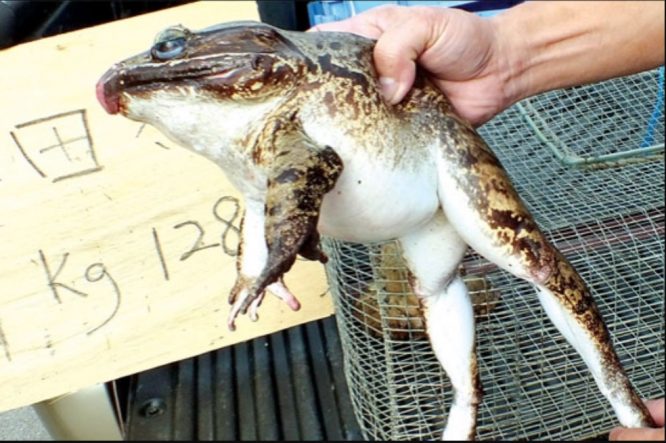 RM15 Sekilogram, Melaka Jadi Penternak Katak  Baka "Bull Frog" Terbesar Dalam Negara