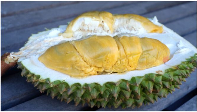 Harga Sehingga RM100 Sekilogram, Kemunculan Rasmi Durian Tupai King Mencabar Populariti Musang King