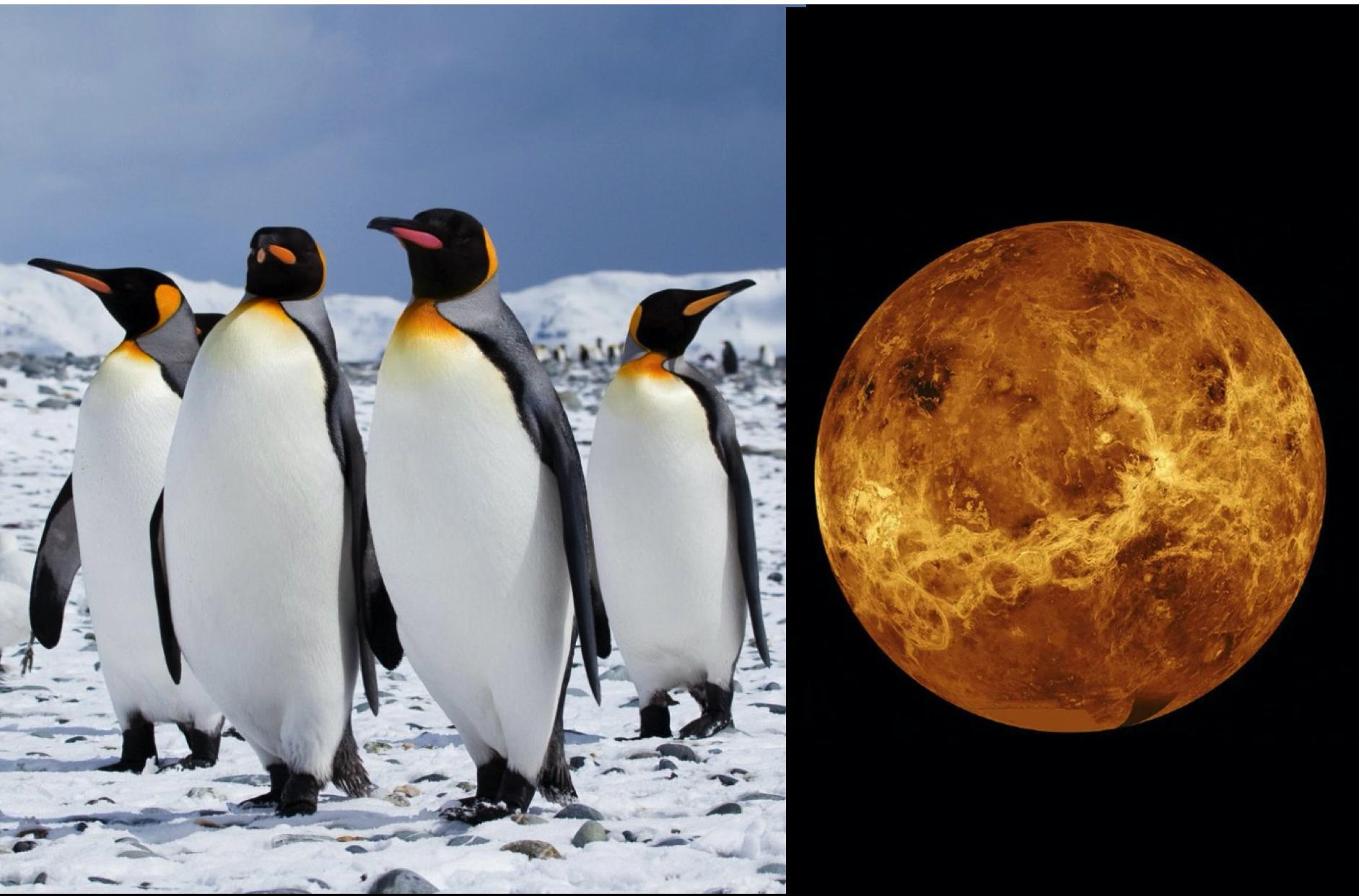 Sekumpulan Saintis Dakwa Penguin Mungkin Makhluk Asing Dari Planet Zuhrah