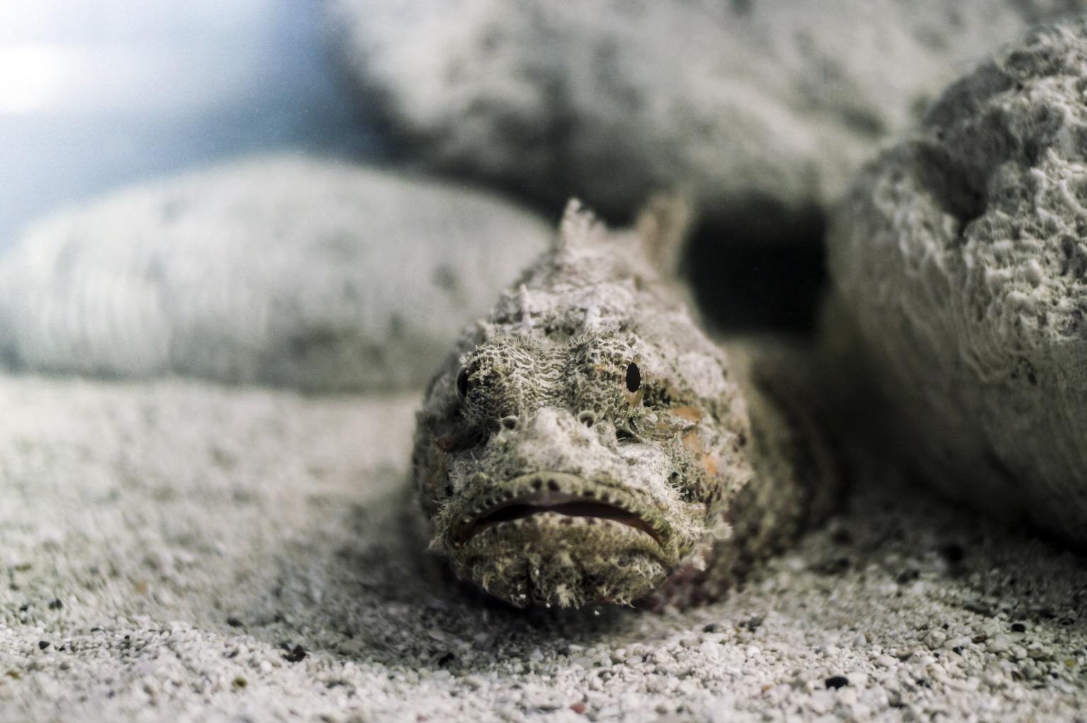 Makhluk Aneh Seakan Tompokan Jelly Ditemui Di Pantai, Disangka Ikan Batu Tapi Sebenarnya Bukan - arenagempak.com
