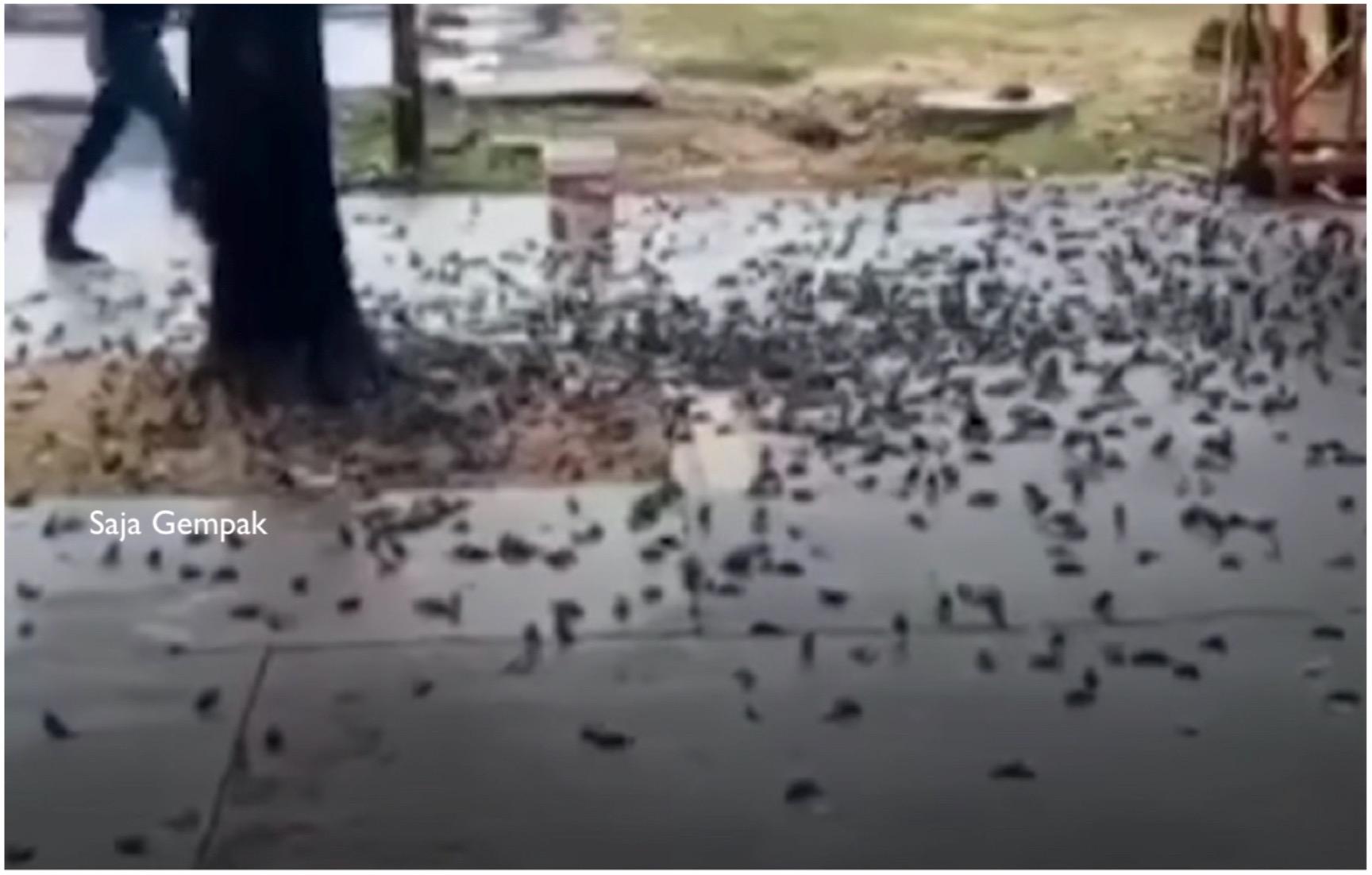 Ratusan Burung Pipit Mati Secara Tiba-tiba Selepas Jatuh Dari Pokok - sajagempak.com