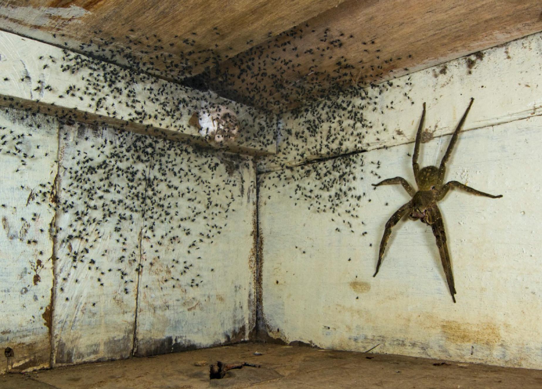 Lelaki Terkejut Menemui Labah-labah Besar Berbisa Di Bawah Katil Bersama Dengan Ribuan Labah-labah Kecil