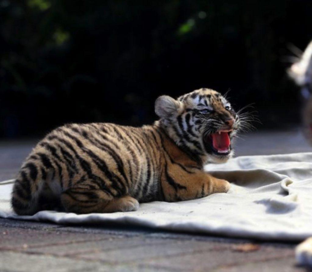 Beli Kucing Secara Online, Suami Isteri Terkejut Dapat Anak Harimau