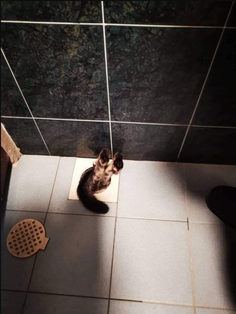 Kucing Meluru Masuk Rumah Ditemui Terperangkap Di Lubang Saluran Air Dalam Rumah  - arenagempak.com