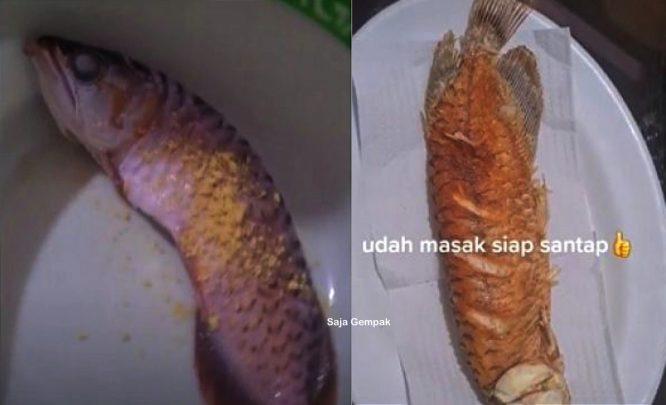 Kesal Suami Tak Mahu Bersihkan Akuarium, Isteri Goreng Ikan Arowana - arenagempak.com