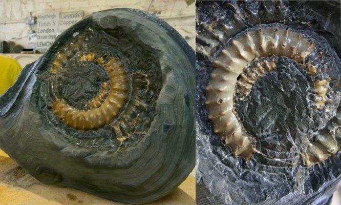 Jumpa Batu 50kg Mengandungi Fosil Berusia 190 Juta Tahun, Lelaki Teruja Saat Tahu Nilainya Mencecah Ribuan Ringgit