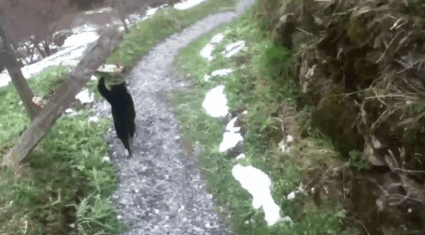 Pendaki Sesat Keseorangan Di Kawasan Pergunungan, Diselamatkan Kucing Yang Muncul Entah Dari Mana - arenagempak.com