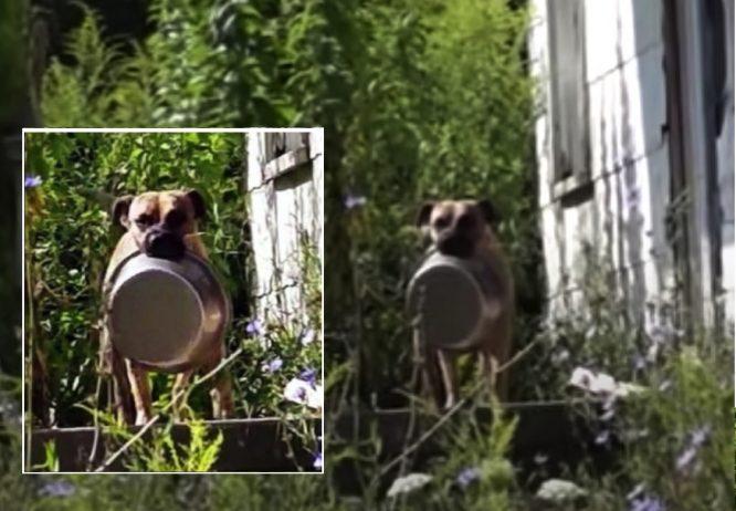 Anjing Terbiar Membawa Mangkuk Kosong Berjalan Dari Rumah ke Rumah Untuk Mencari Makanan - arenagempak.com