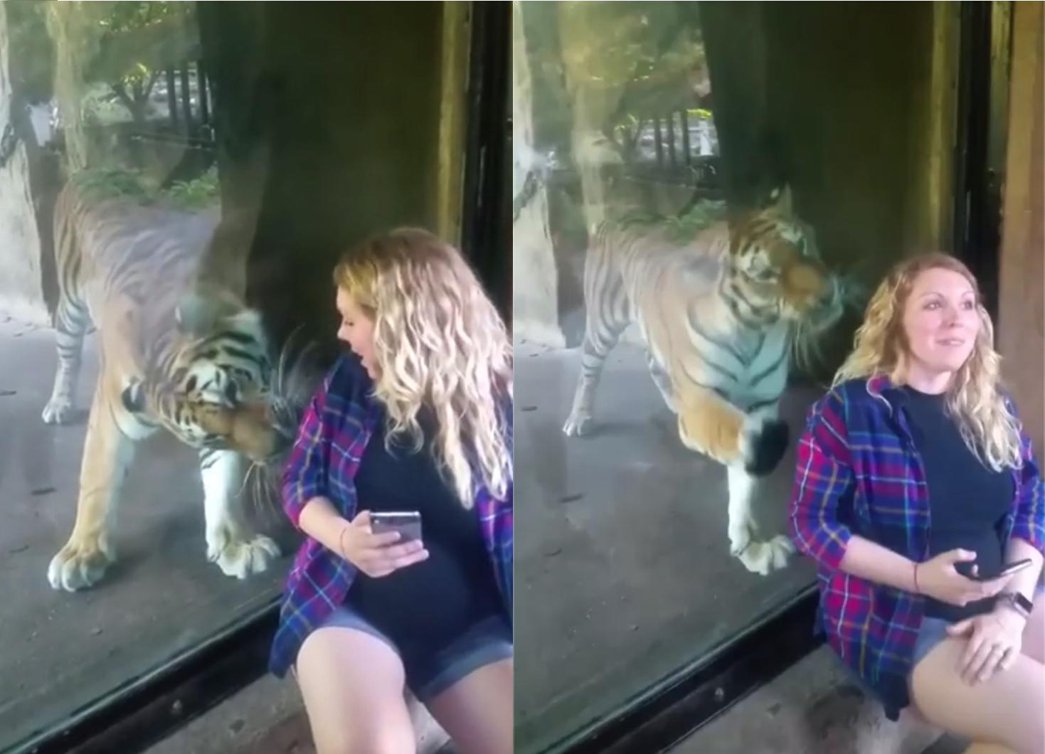 Wanita Hamil Mendekati Harimau Untuk Bergambar Di Zoo, Tanpa Diduga Harimau Tersebut Bertindak Di Luar Jangkaan