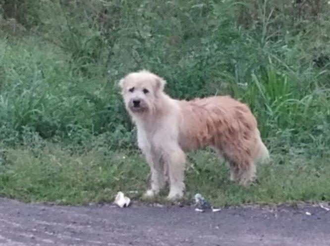 Anjing Setia Menunggu Tuannya Selama 4 Tahun Di Tepi Jalan Sebelum Akhirnya Mereka Dapat Bertemu Semula