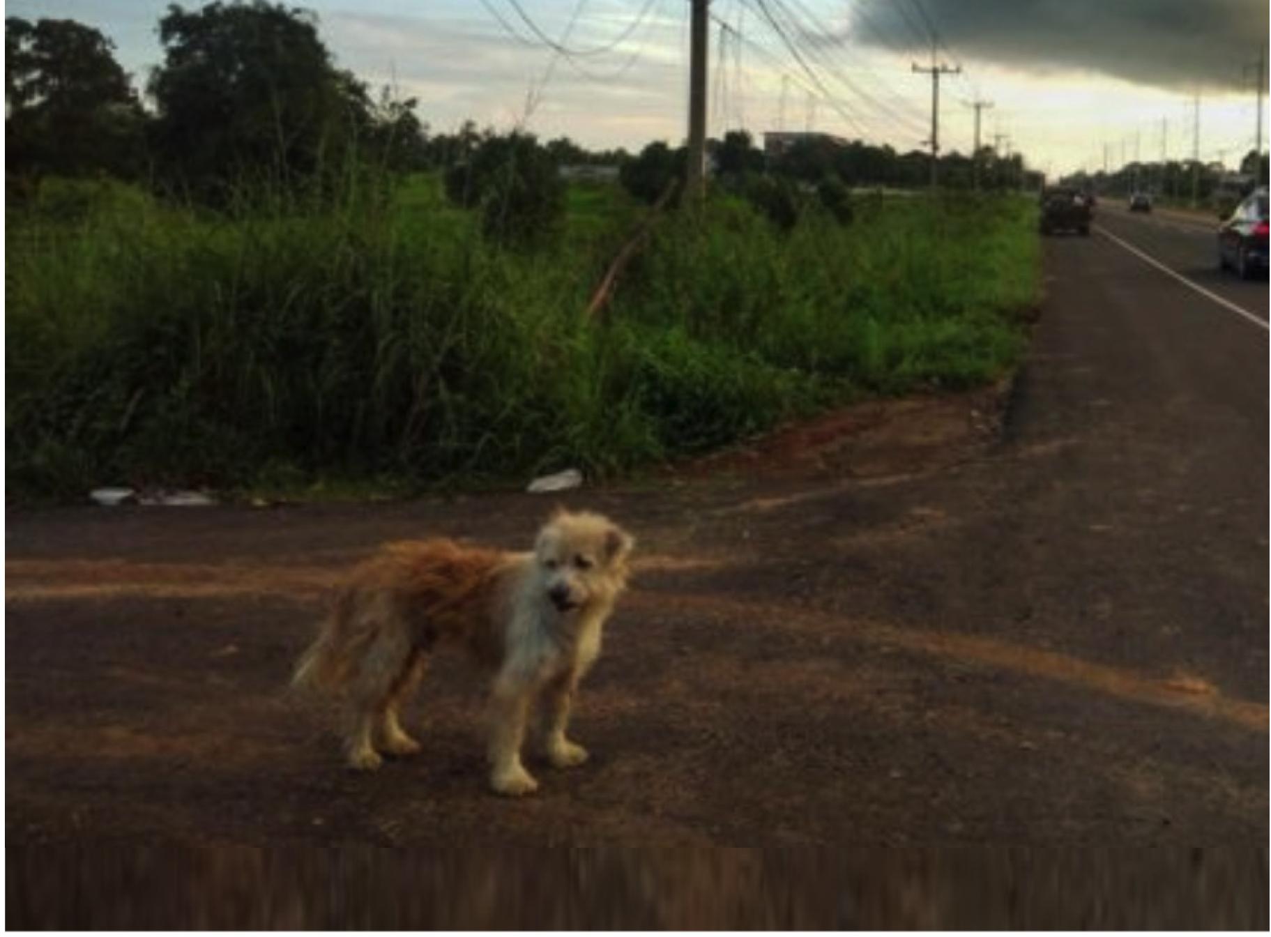 Anjing Setia Menunggu Tuannya Selama 4 Tahun Di Tepi Jalan Sebelum Akhirnya Mereka Dapat Bertemu Semula