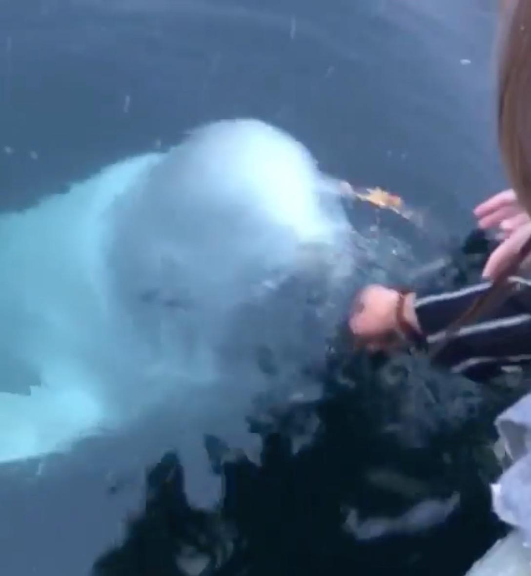 Handphone Terjatuh Dalam Laut, Gadis Terperanjat Ikan Paus Muncul Dan Pulangkan Semula Handphone Miliknya