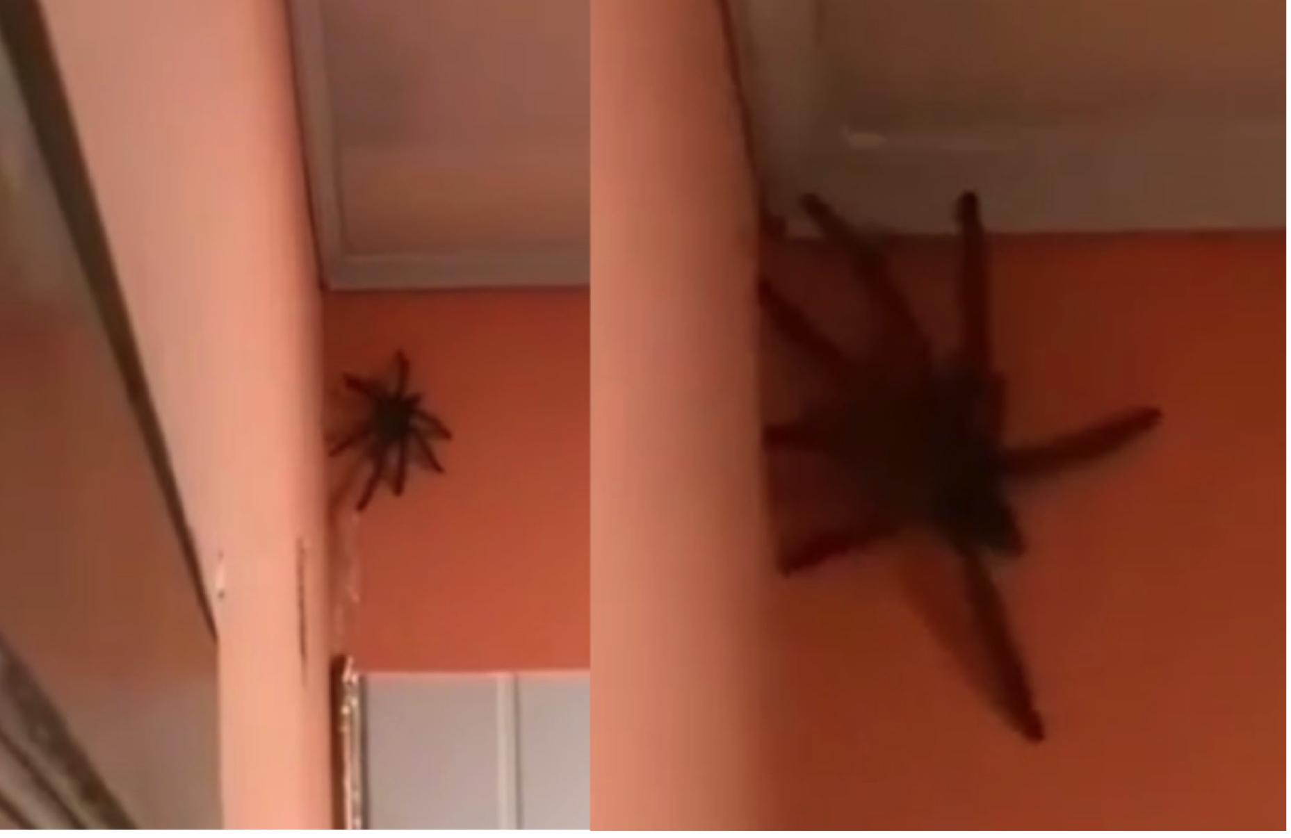 Wanita Terperanjat, Takut Setengah Mati Apabila Menemui Labah-labah Gergasi Merayap Atas Dinding Biliknya