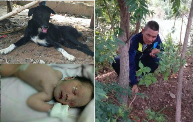Ditanam Hidup-hidup Dalam Tanah, Bayi Diselamatkan Oleh Salakan Kuat Seekor Anjing Cacat - arenagempak.com