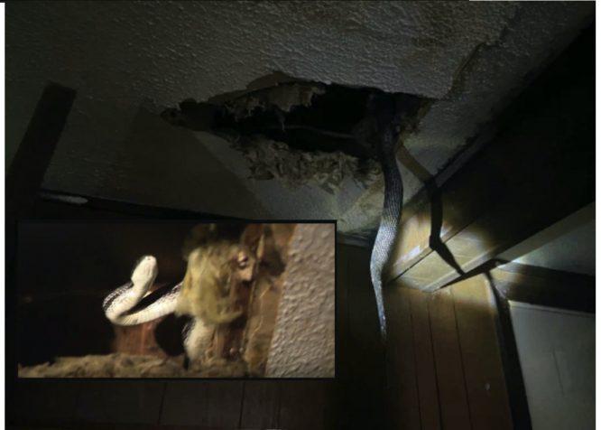 Siling Rumah Sewa Tiba-tiba Runtuh Dan Beberapa Ular Bisa Jatuh Dari Bumbung Ke Lantai