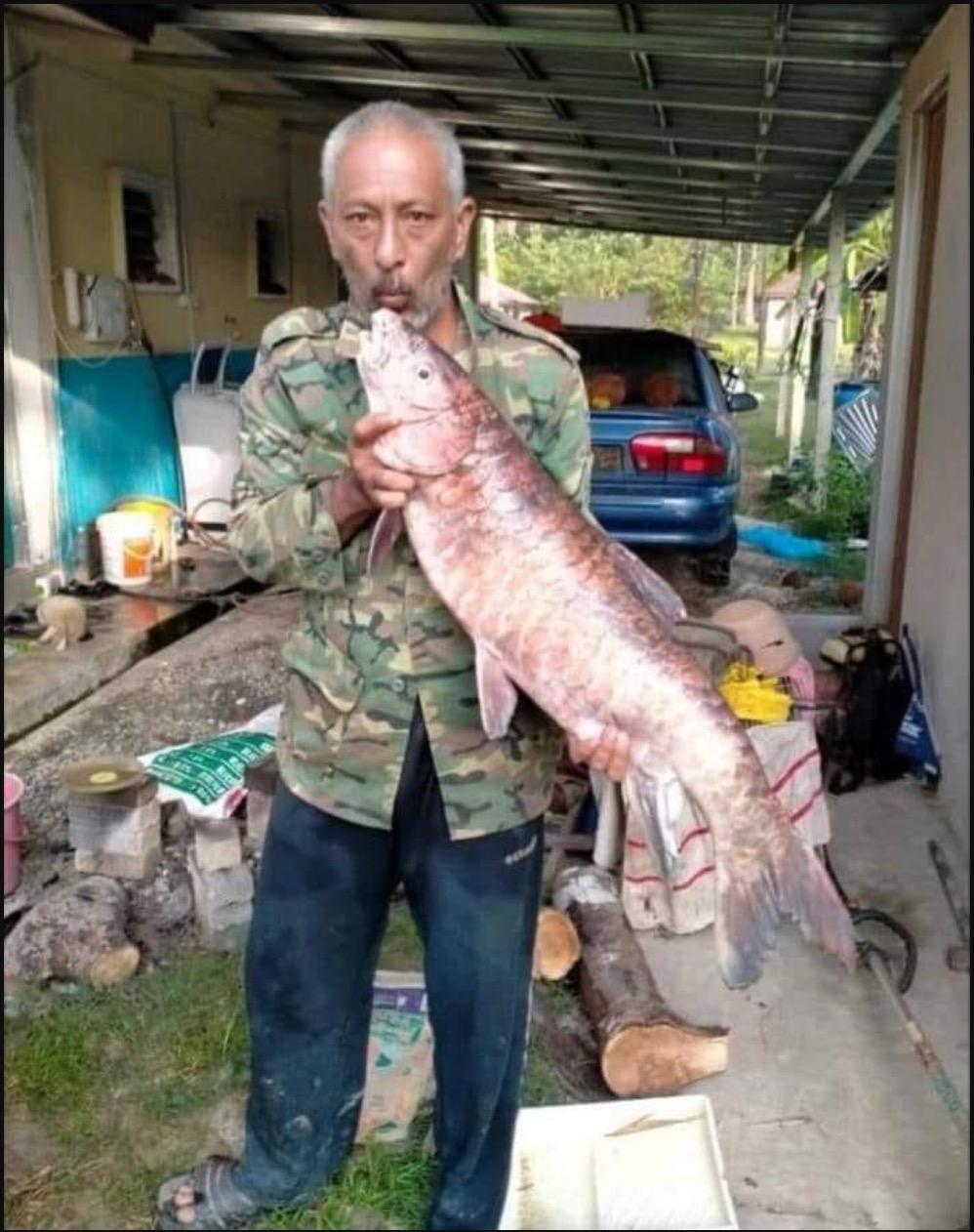 Rezeki Mangsa Banjir, Nelayan Terkejut Mendapat Ikan Kelah Merah Bernilai RM3 Ribu Lebih - sajagempak.com