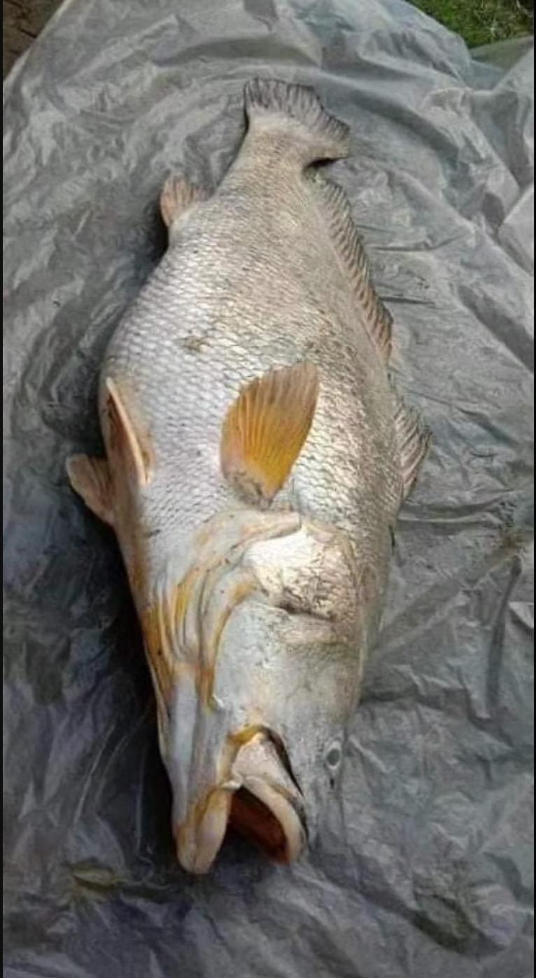 ‘Rezeki Terpijak Seumur Hidup’ - Wanita Dapat Untung Besar Selepas Menangkap Ikan Gergasi Seberat 52kg