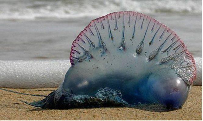 Rupa Seakan Beg Plastik Dibuang Di Pantai, Tapi Awas Sebab Hidupan Ini Sebenarnya Sangat Berbahaya