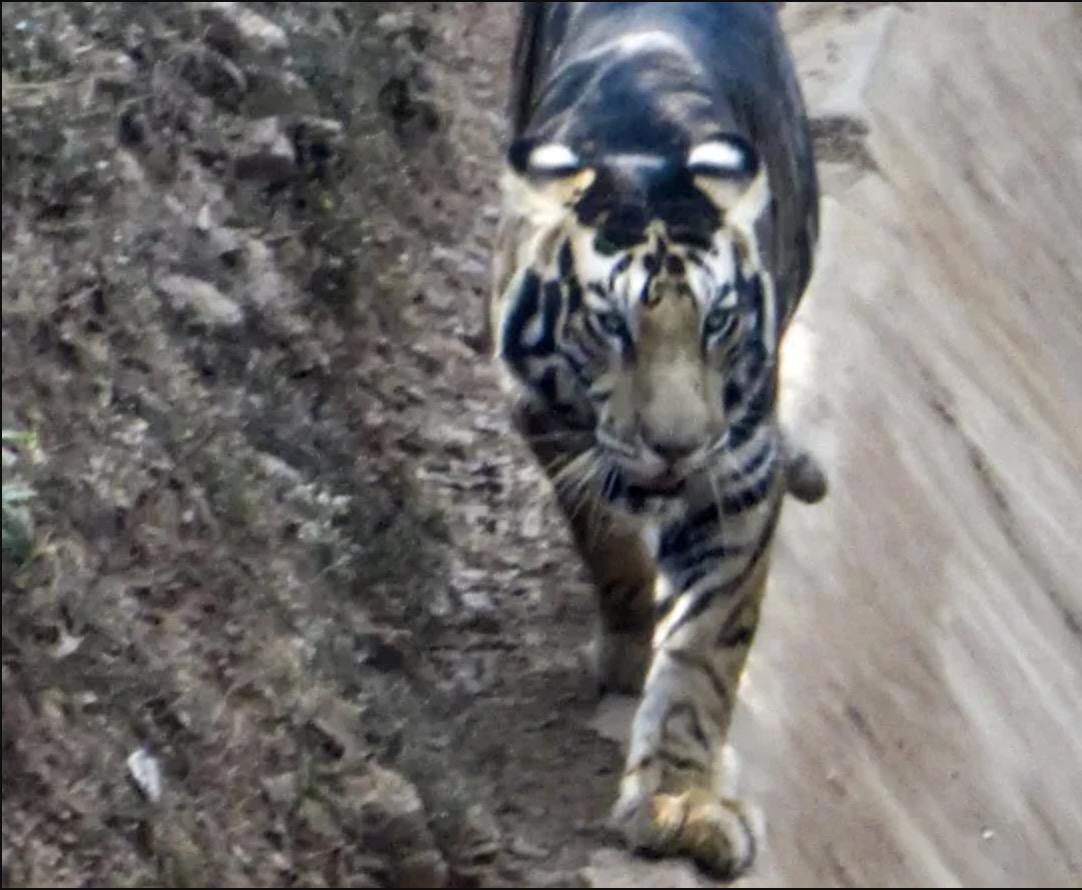 Harimau Hitam Dikesan Muncul Semula, Jenis Harimau Yang Sangat 'RARE'