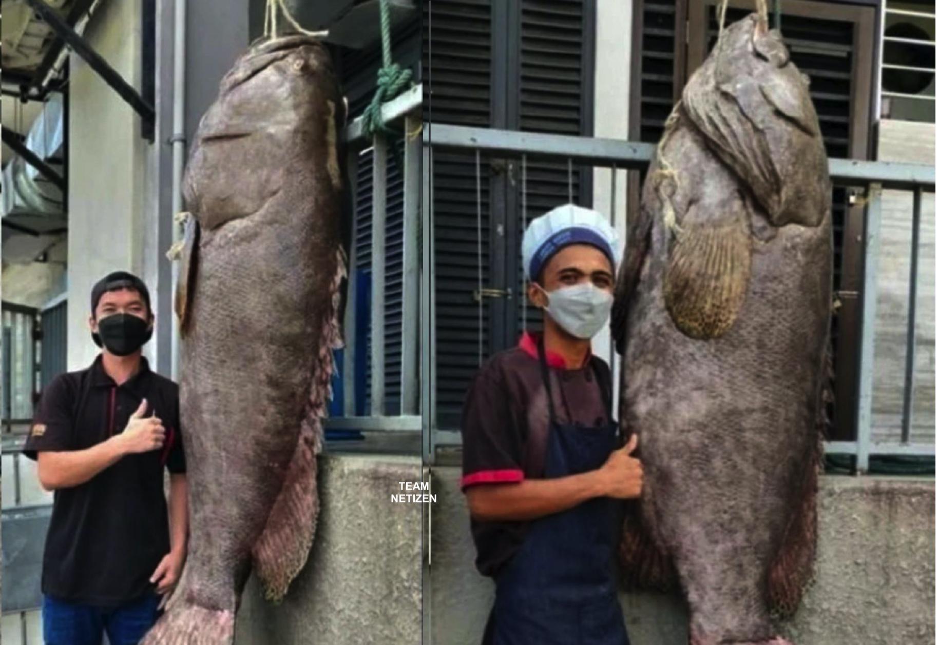 Ikan Kerapu Gergasi 'Keratang' 160kg Berjaya Ditangkap Di Perairan Marine Farms, 100 Batu Nautika Dari Labuan
