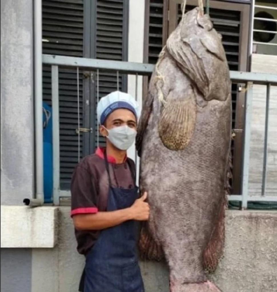 Ikan Kerapu Gergasi 'Keratang' 160kg Berjaya Ditangkap Di Perairan Marine Farms, 100 Batu Nautika Dari Labuan