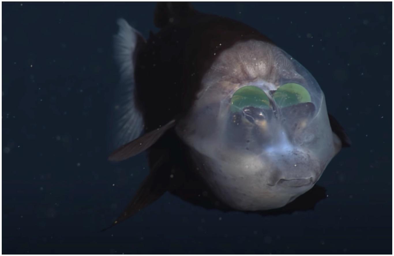 Ikan Aneh Disangka Makhluk Asing, Kepala Bercahaya Lutsinar Ditemui Di Kedalaman Laut Kira-kira 609 Meter 