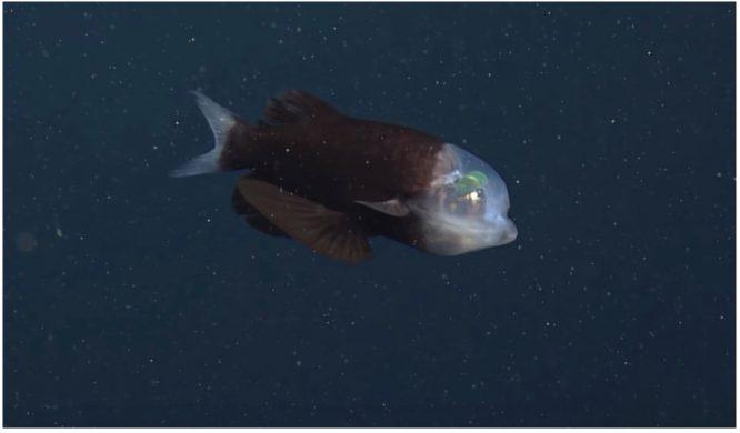 Ikan Aneh Disangka Makhluk Asing, Kepala Bercahaya Lutsinar Ditemui Di Kedalaman Laut Kira-kira 609 Meter
