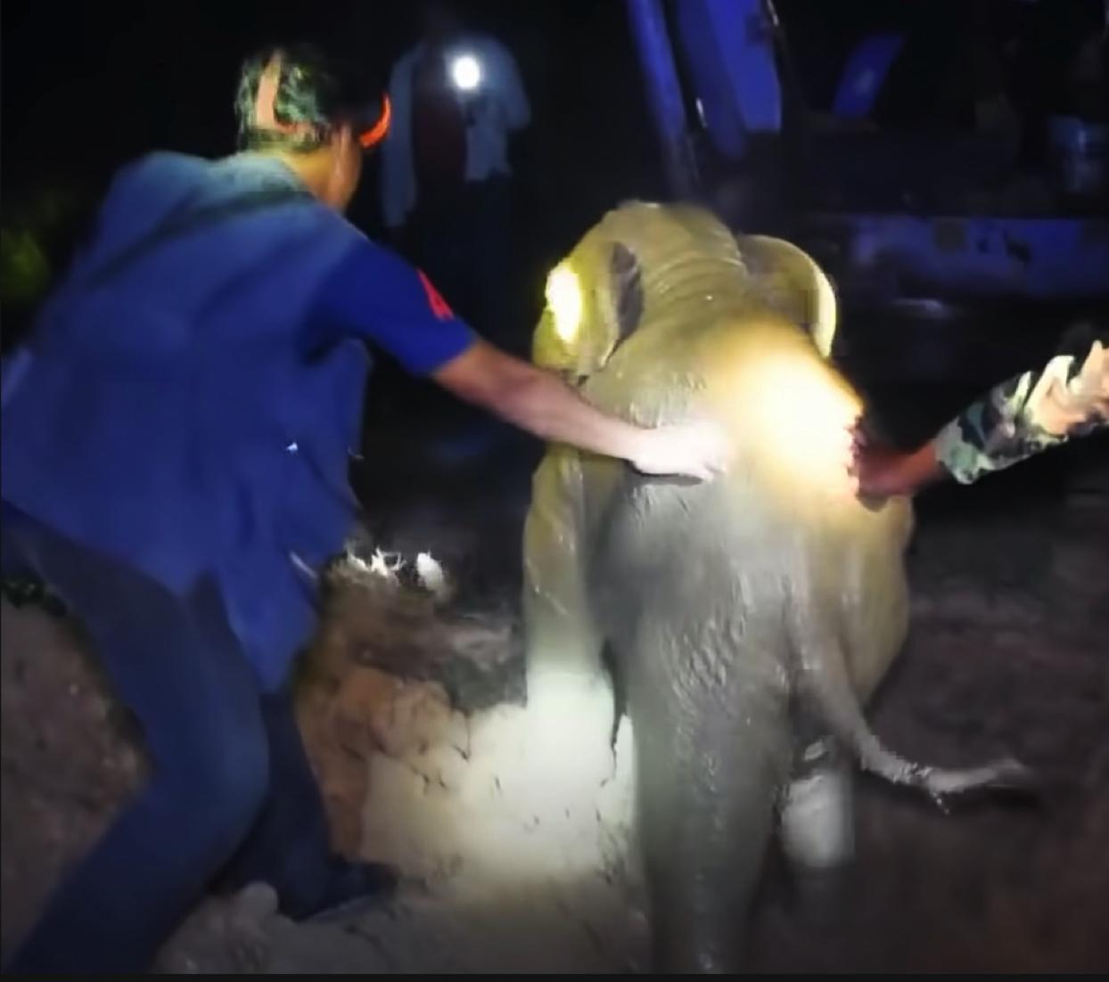 Anak Dalam Bahaya Terperangkap Dalam Lubang Konkrit, Ibu Gajah Panik Dan Menangis Minta Pertolongan