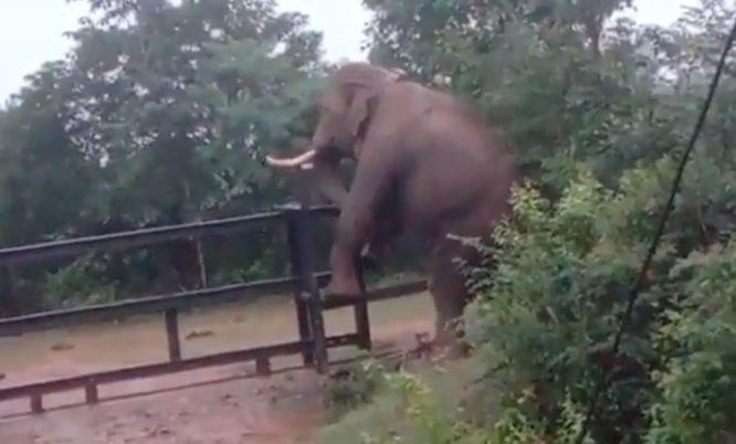 Gajah Kantoi Menceroboh Kebun, Tersangkut Di Pengadang Ketika Nak Lari