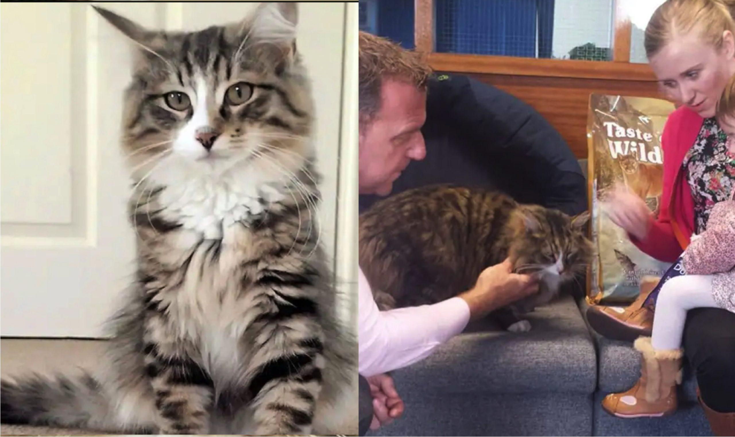 Ingatkan Orang Ambil, Kucing Hilang Selama 14 Bulan Rupanya Jadi Raja Di Kilang Makanan Haiwan
