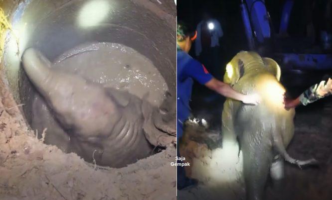 Anak Dalam Bahaya Terperangkap Dalam Lubang Konkrit, Ibu Gajah Panik Dan Menangis Minta Pertolongan