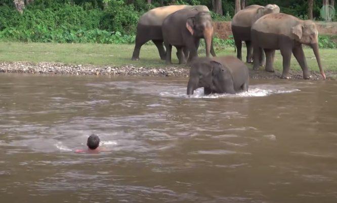 Lelaki Kelihatan Lemas Di Sungai, Anak Gajah Meluru Masuk Ke Sungai Untuk Selamatkannya - arenagempak.com