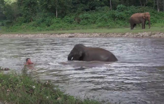 Lelaki Kelihatan Lemas Di Sungai, Anak Gajah Meluru Masuk Ke Sungai Untuk Selamatkannya - arenagempak.com