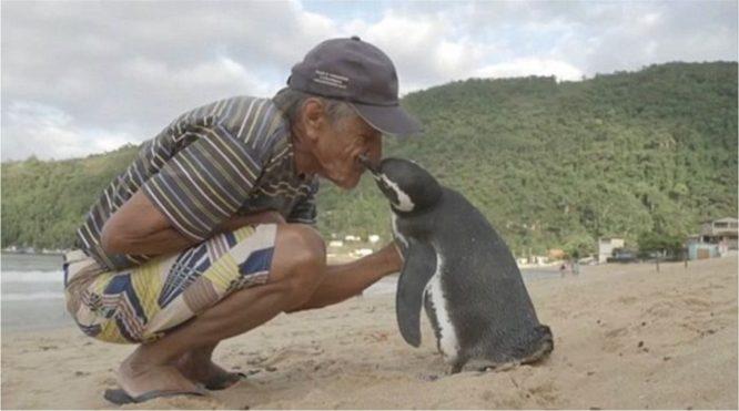 Penguin Berenang Ribuan Batu Setiap Tahun Demi Bertemu Semula Dengan Penyelamatnya