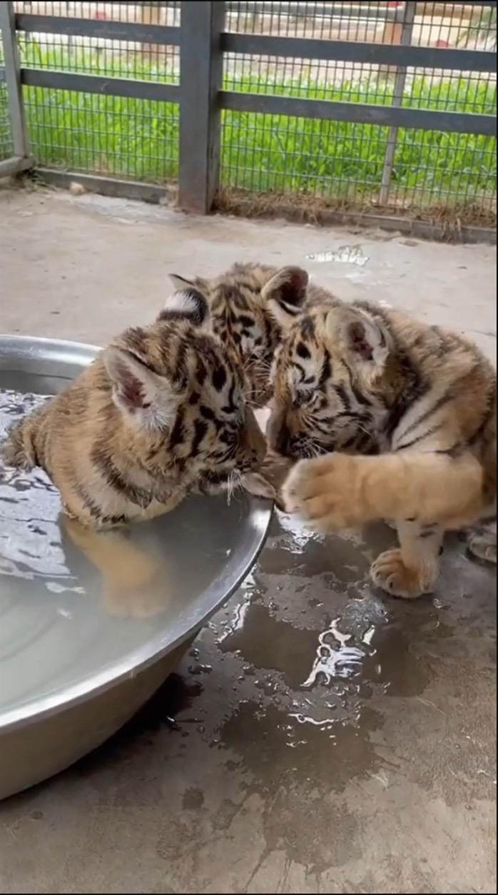 Anak-anak Harimau Diabaikan Ibu Mereka Sejak Lahir, Penjaga Zoo Letakkan Seekor Anjing Jadi ‘Ibu Angkat”