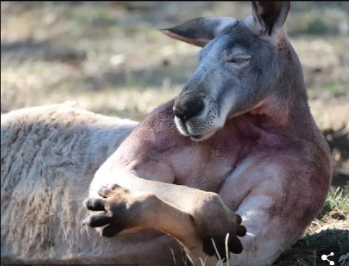 Kanggaru Jantan Berbadan Sasa Menayang Otot Dan Bisep Yang Gagah Curi Perhatian Netizen