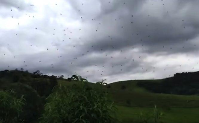 Labah-labah Terbang Di Udara, Kejadian ‘Rare’ Yang Dikenali Sebagai Fenomena Hujan Labah-labah