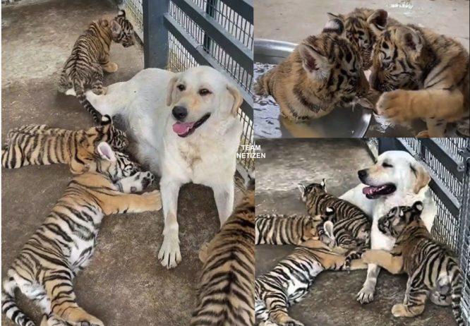 Anak-anak Harimau Diabaikan Ibu Mereka Sejak Lahir, Penjaga Zoo Letakkan Seekor Anjing Jadi ‘Ibu Angkat”