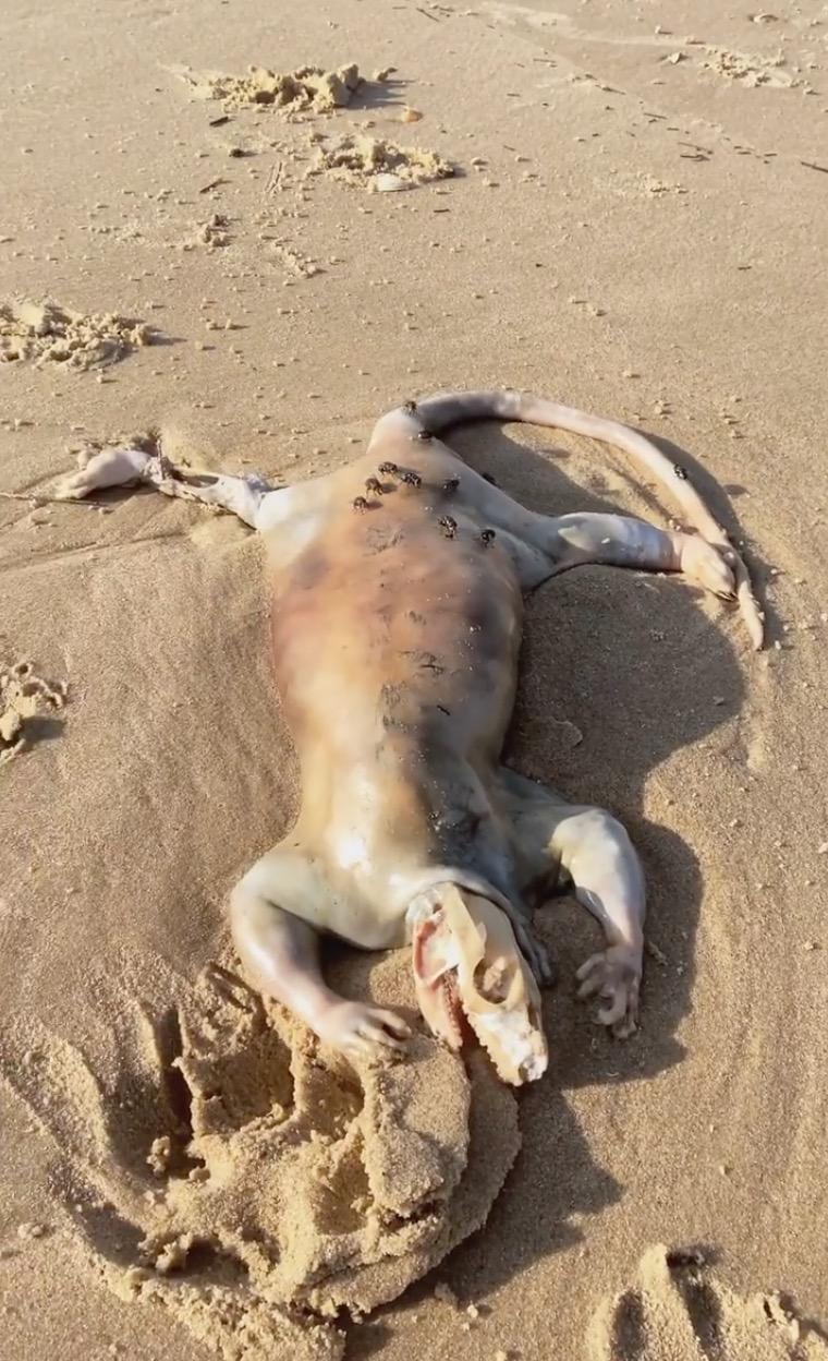 Bangkai Makhluk Aneh Berkaki Empat Ditemui Terdampar Di Tepi Pantai, Didakwa Makhluk Asing Dari Angkasa lepas