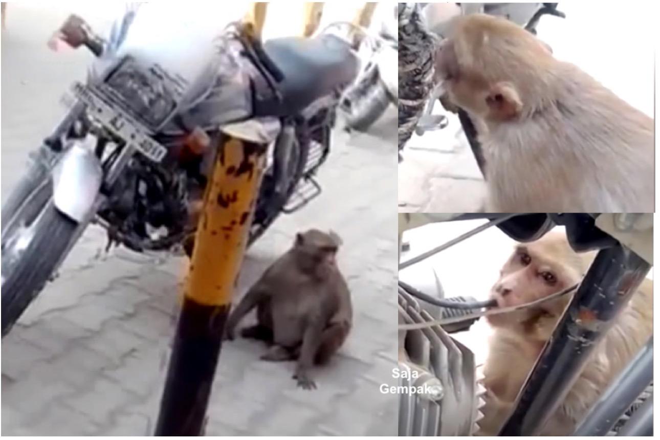 Minyak Petrol Sering Habis Disangkakan Dicuri Orang, Rupanya Habis Diminum Seekor Monyet