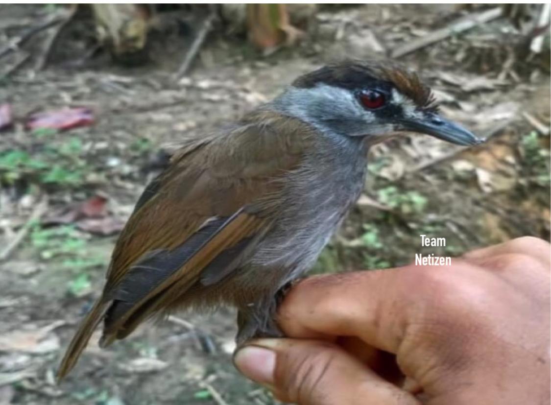 Penduduk Terkejut Mengetahui Burung Ditemui Mereka Merupakan Spesies Burung Yang Sudah Pupus 172 Tahun Lalu