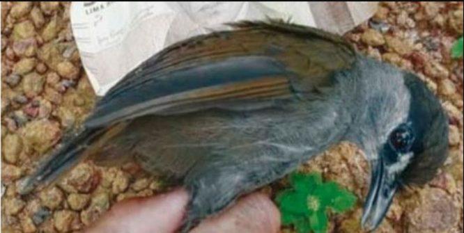 Penduduk Terkejut Mengetahui Burung Ditemui Mereka Merupakan Spesies Burung Yang Sudah Pupus 172 Tahun Lalu