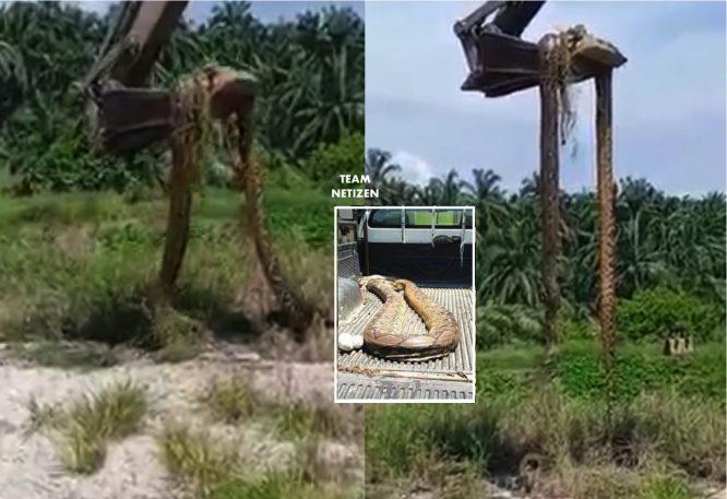 Ular Sawa Batik Saiz 'Anaconda' Ditemui Pekerja Di Kawasan Pembinaan Jalan