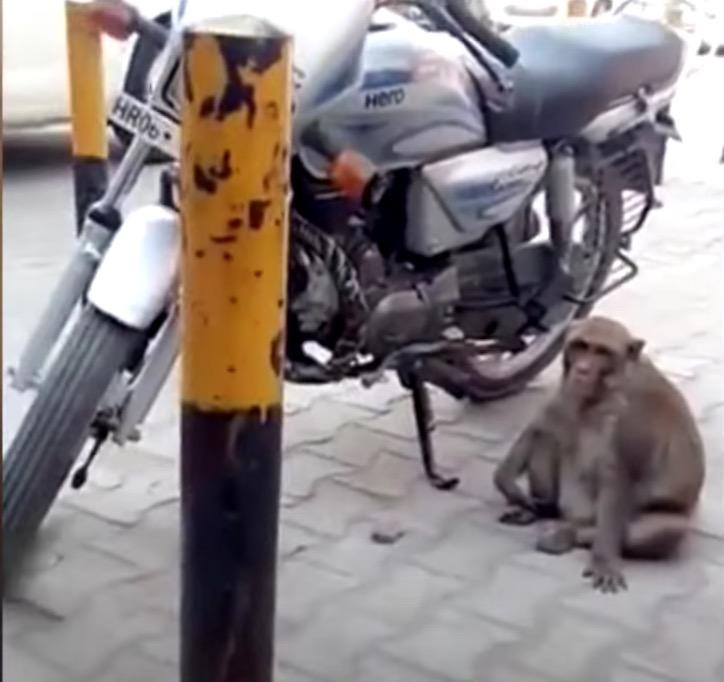 Minyak Petrol Sering Habis Disangkakan Dicuri Orang, Rupanya Habis Diminum Seekor Monyet