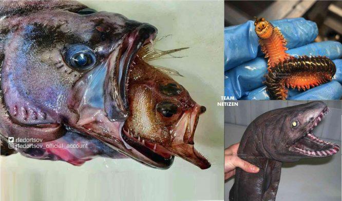 Nelayan Terperanjat Besar Apabila Menangkap Ikan Aneh Menggerikan Digelar ‘Ikan Frankenstein’