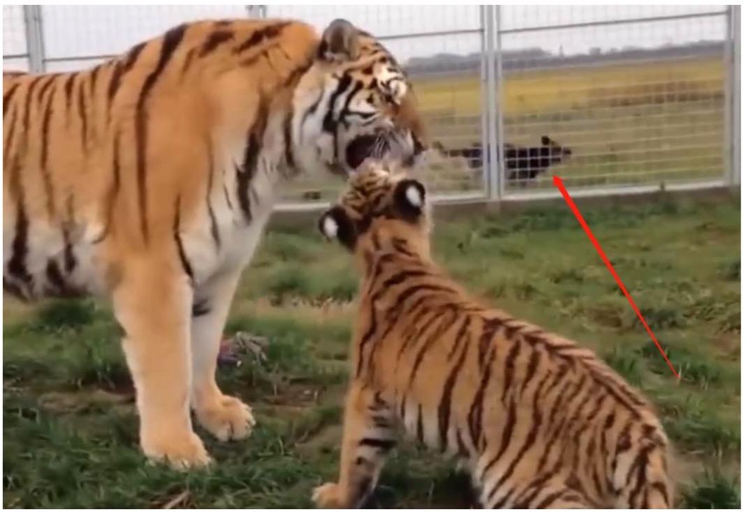 Cuba Mengajar Anaknya Yang Terlalu Nakal, Ibu Harimau Terkejut Diterjah Anjing Yang Menegurnya Agar Berlembut