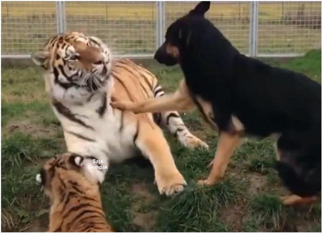 Cuba Mengajar Anaknya Yang Terlalu Nakal, Ibu Harimau Terkejut Diterjah Anjing Yang Menegurnya Agar Berlembut