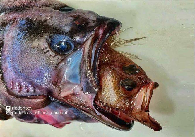 Nelayan Terperanjat Besar Apabila Menangkap Ikan Aneh Menggerikan Digelar ‘Ikan Frankenstein’